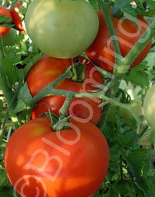 Solanum lycopersicum 'Big Beef'